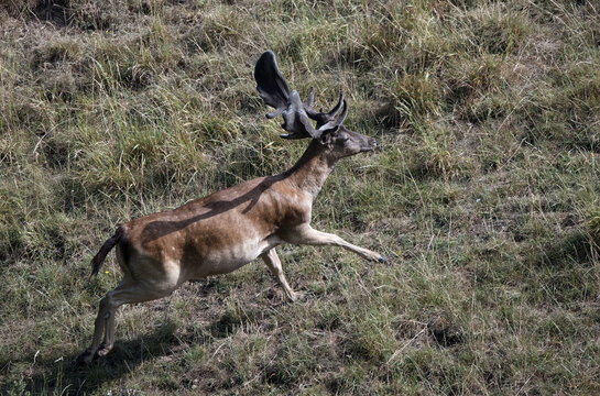 Fallow deer buck with large palmate antlers running across dry grassy terrain in natural habitat, dynamic wildlife action shot in daylight.