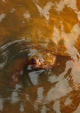 Snapping Turtle