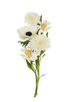 White flowers (alstroemeria; chrysanthemum; anemone) in a small bouquet isolated on white or transparent background