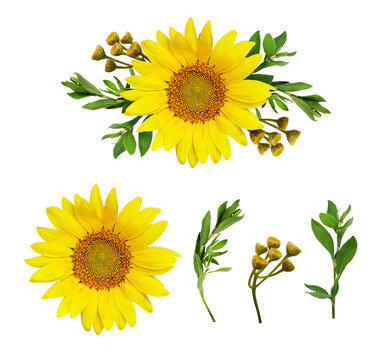 Sunflower, green leaves and wild flowers in a summer floral arrangement isolated on white or transparent background with set of elements for design
