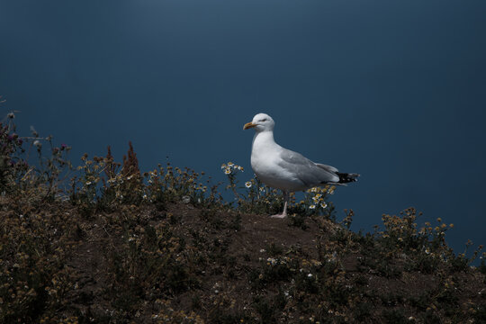 Herring Gull
