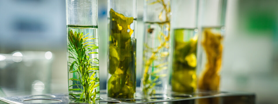 Test tube, algae, aquatic plant, laboratory, glassware, research, biotechnology sample with green specimen in clear liquid for scientific study and ecology analysis