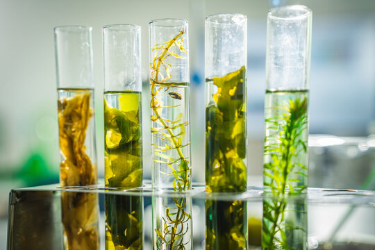 Test tube aquatic plant algae laboratory specimen glassware water research with green botanical sample for science study plant culture ecology analysis clear liquid on lab bench