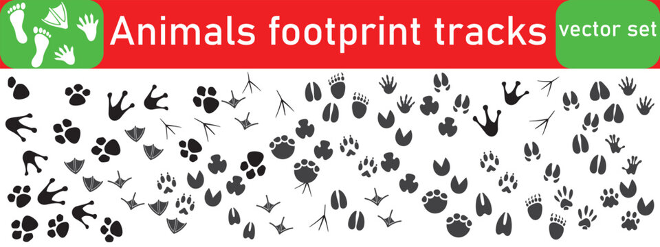 Animals footprint tracks. Paw prints, feet and claws eagle, raccoon and fox, deer and frog, duck and elephant penguin and chicken horse, hedgehog bear sheep cat dog stamp. Black foot trace vector set