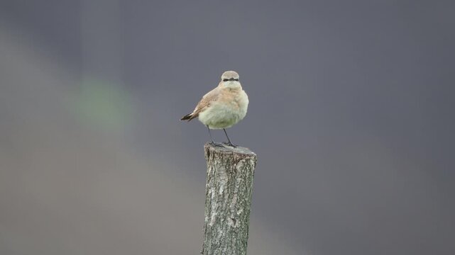 Isabelline wheatear (Oenanthe isabellina) singing and calling at dusk from a fence post