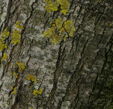 Macro shot of textured tree bark with vibrant yellow lichen growth