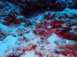Magnificent Firefish Nemateleotris magnifica Pair on Coral Reef © Andrea