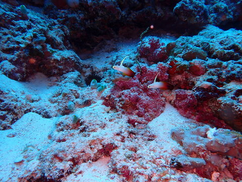 Magnificent Firefish Nemateleotris magnifica Pair on Coral Reef