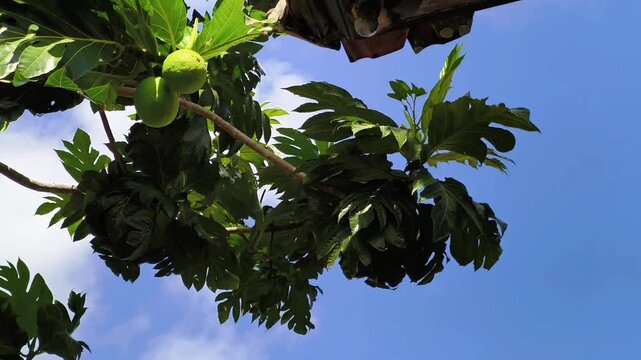 Breadfruit tree branches with green leaves and fruit against a clear blue sky on a sunny day.