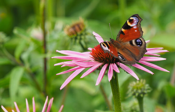 Tagpfauenauge auf Bl&uuml;te vom roten Sonnenhut	
