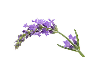 Obraz premium Vibrant purple lavender flowers in full bloom, showcasing their delicate beauty on a clean transparent background, perfect for aromatic and botanical designs and serene compositions