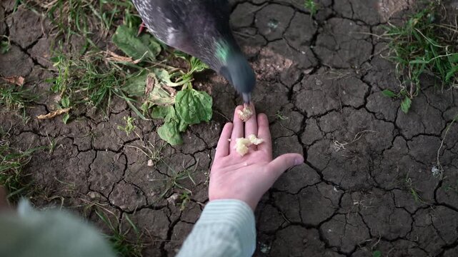 human hand offers bread crumbs to a curious pigeon on cracked dry earth. Close-up wildlife moment capturing trust and connection between human and bird in a natural outdoor setting.