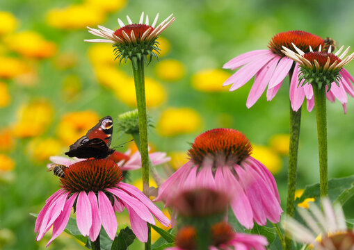 Tagpfauenauge auf Bl&uuml;te vom roten Sonnenhut	

