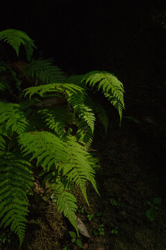 Plantas
