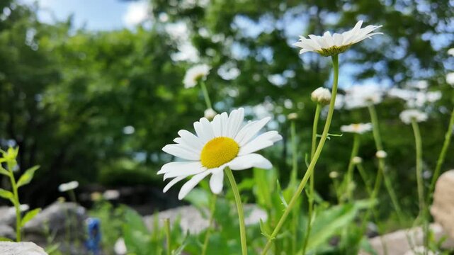 White daisy wildflowers blooming along a roadside, capturing the simple beauty of spring and summer nature