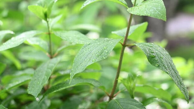 Rain-soaked green leaves covered with water droplets, capturing the fresh beauty of nature after rainfall in soft natural light