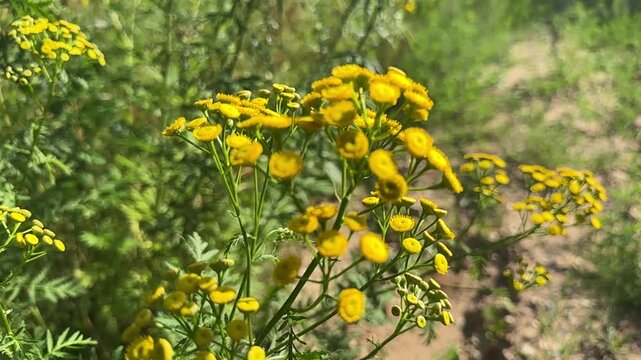 Yellow tansy flowers swaying in the breeze on a sunny day.