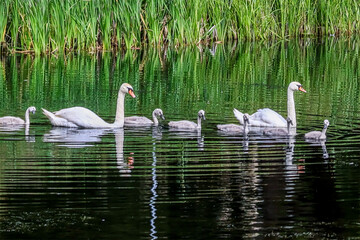 Adult swans and cygnets swim together in a calm lake with green reeds © MARIA – Nature