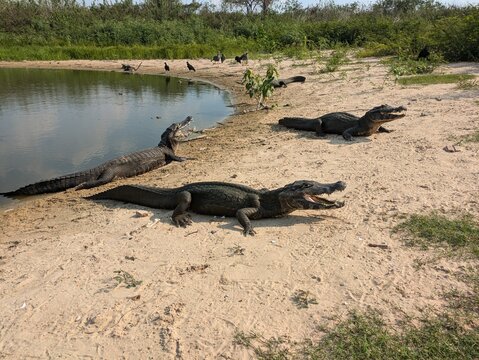 Yacare Caiman in Wetlands, Pantanal, Brazil, October 2024