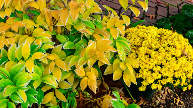 Lambertville, New Jersey. The plant in the selected region is Variegated Solomon's Seal (Polygonatum odoratum 'Variegatum').
