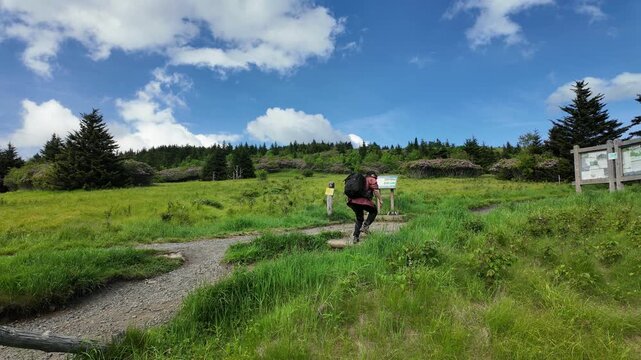 Hiker walking along the Round Bald trail at Roan Mountain North Carolina, with vibrant purple rhododendron flowers blooming beside the mountain pat
