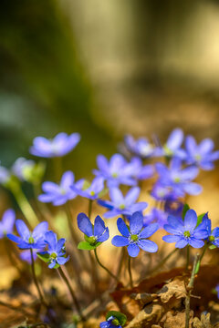 forget me not flowers in the forest
