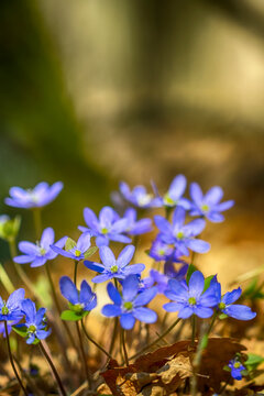 forget me not flowers in the forest
