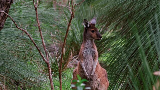 A kangaroo is present in a green forest, surrounded by tall grass and grass trees during the afternoon in Australian bush