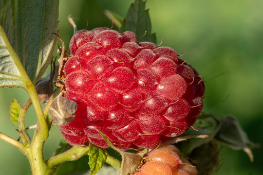 Himbeere am Strauch