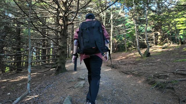 Hiker walking through a pine forest trail at Roan Mountain North Carolina Tennessee border