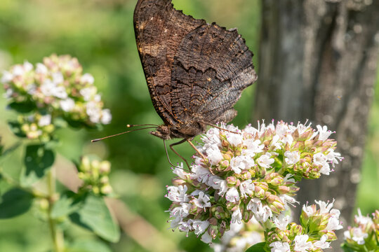 brauner Schmetterling