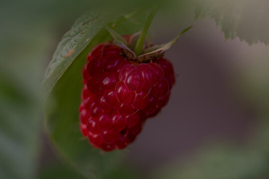 Die Himbeere