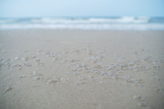 Transparent salpa sea organisms lying on wet sandy shore with calm sea waves and open horizon visible in the background. Coastal nature concept