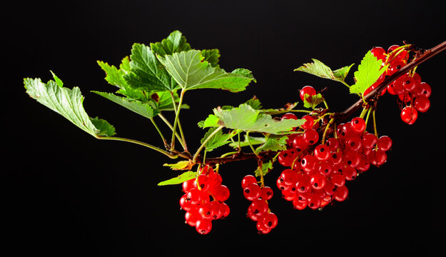 Red currant isolated on a black background.