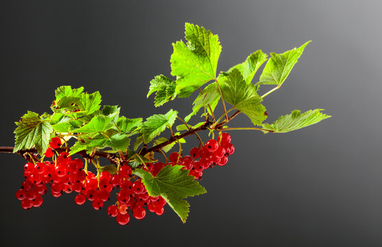 Red currant on a black background.