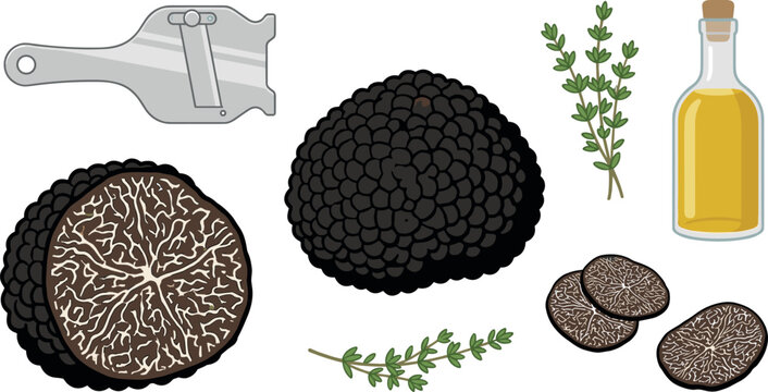 Gourmet black truffle mushroom vector illustration set featuring whole fungus sliced pieces professional shaver oil bottle rosemary herb sprigs isolated on white background.