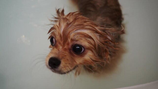 家のお風呂に入る可愛いポメラニアンの子犬の姿