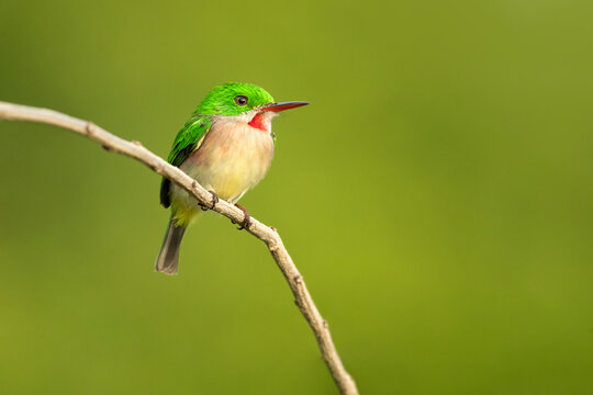 The broad-billed tody (Todus subulatus) is a species of bird in the family Todidae. It is endemic species to Dominican Republic