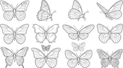 Fototapeta premium Butterfly Outline Vector Collection with Flying and Resting Butterfly Views in Detailed Hand Drawn Line Art
