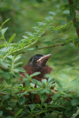 Juvenile Crimson-Backed Tanager Fledgling Perched Amidst Lush Green Leaves in Panama © Jakob