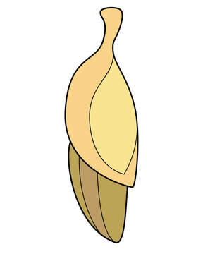 Chrysalis, a beige, sand-colored butterfly pupa, is a full-color vector image. Chrysalis is a stage of insect or butterfly development.