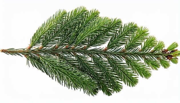 Fir Leaves Isolated On Transparent Background