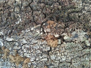 Fototapeta premium bark of a tree