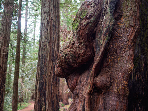 Large redwood burl growing on a thick tree trunk