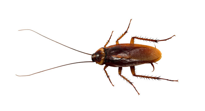 cockroach