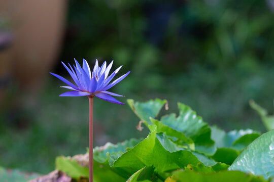 Elegant Blue Water Lily Bloom in Garden