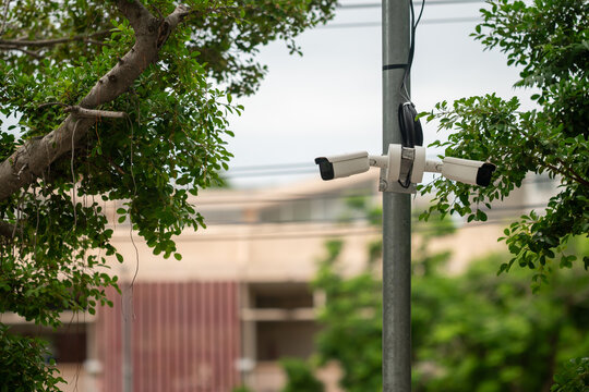 Outdoor Security Cameras on Tree Branch
