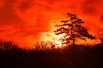 Fototapete Rot Hot sunrise in Fontainebleau forest  © hassan bensliman