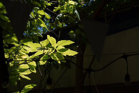 Bright Green Leaves in Sunlight
