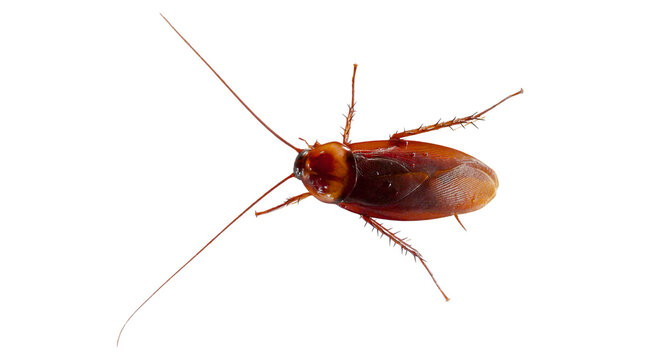 cockroach